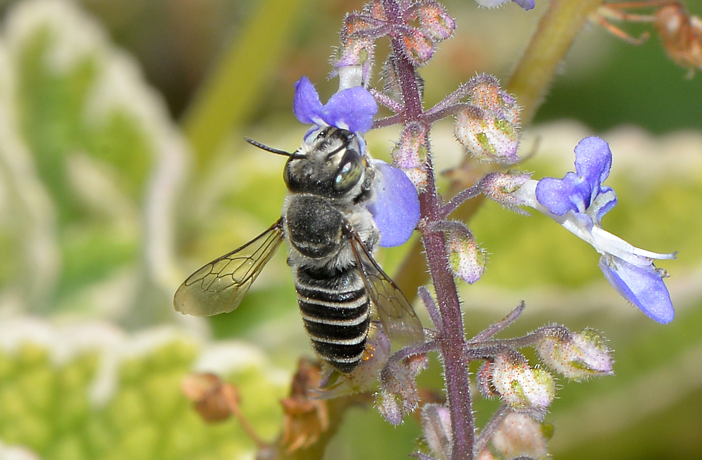 Leaf cutter bee