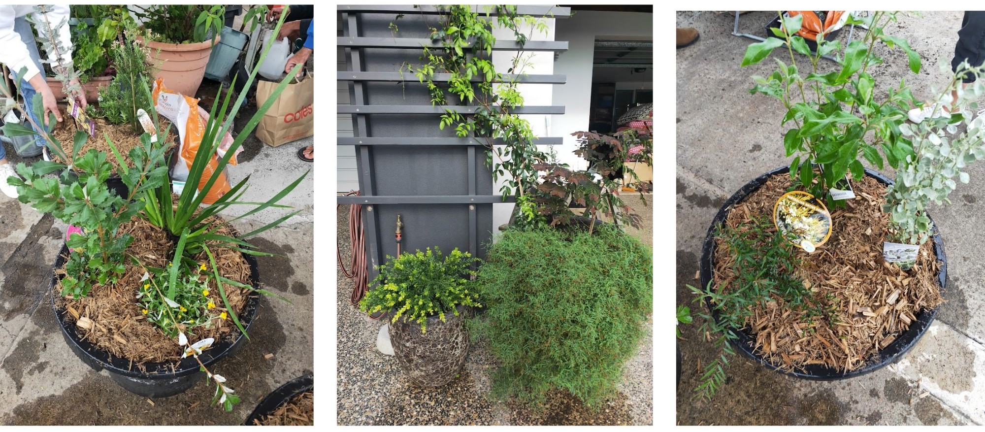 3 pot plants with various native plants