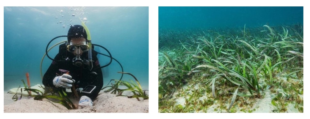 scuba diver planting seagrass and seagrass meadow
