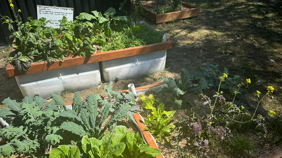 veggie patches at wairoa reserve