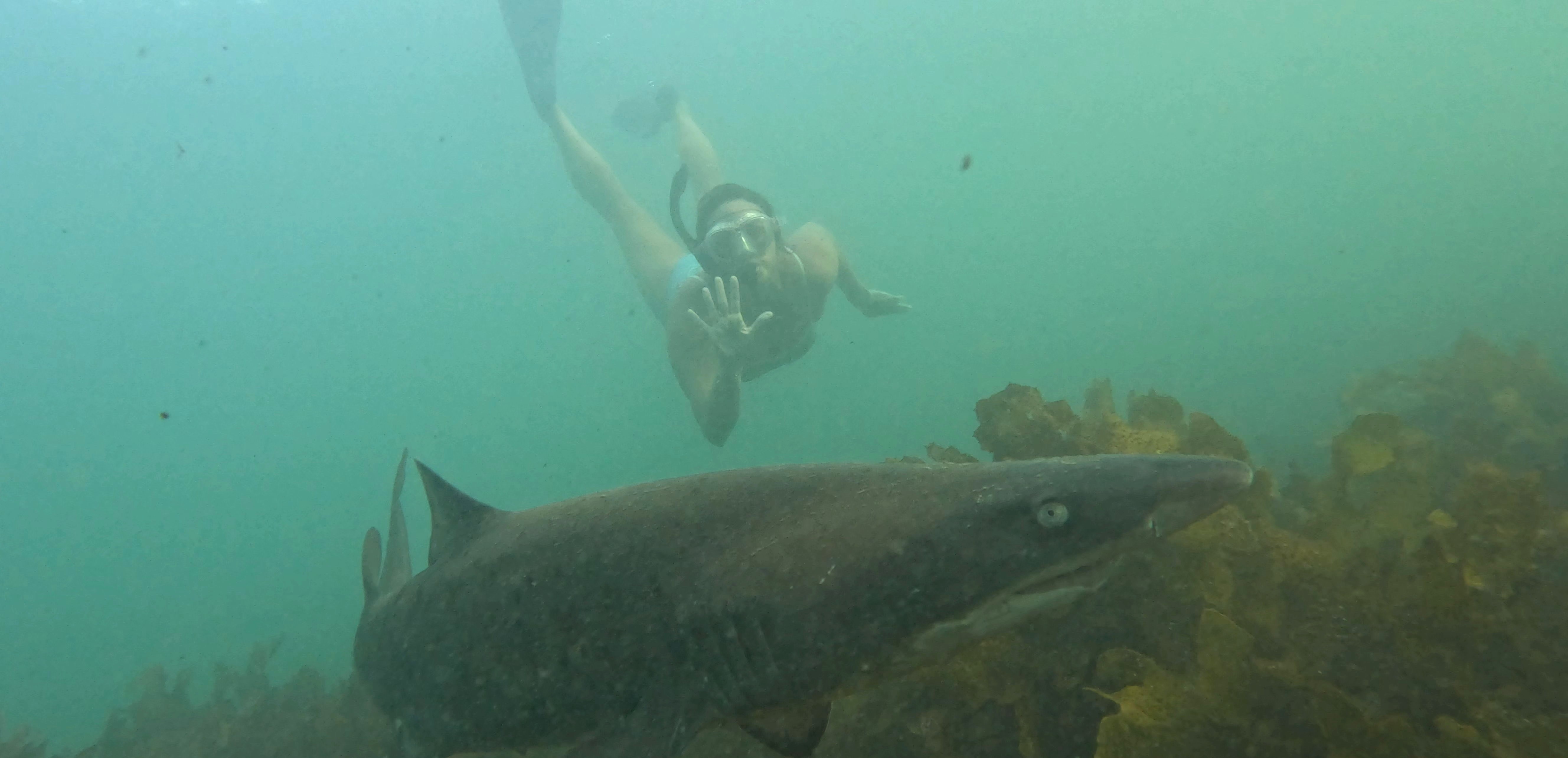 A murky underwater photo of Angie with a snorkel underwater with a grey nurse shark