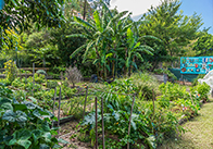 Trees and gardens