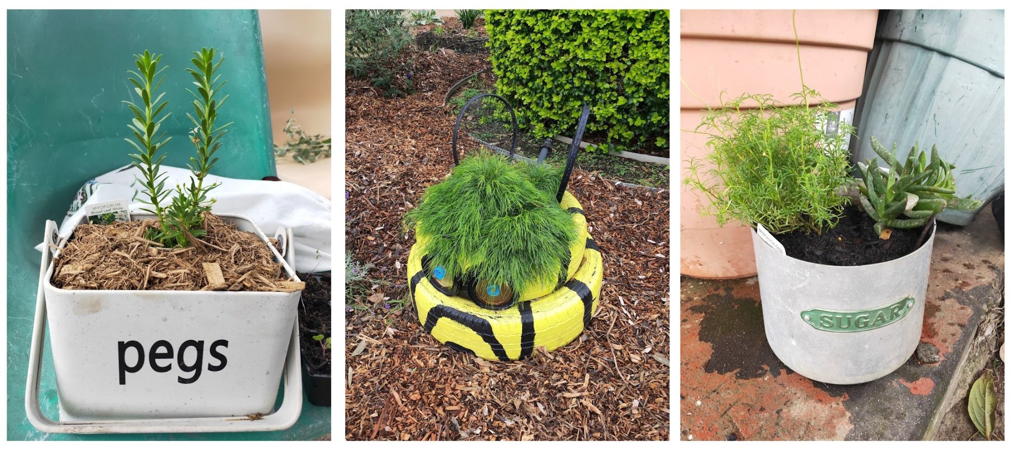 3 pot plants created with upcycled containers, a peg tin, sugar pot and tire