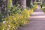 footpath