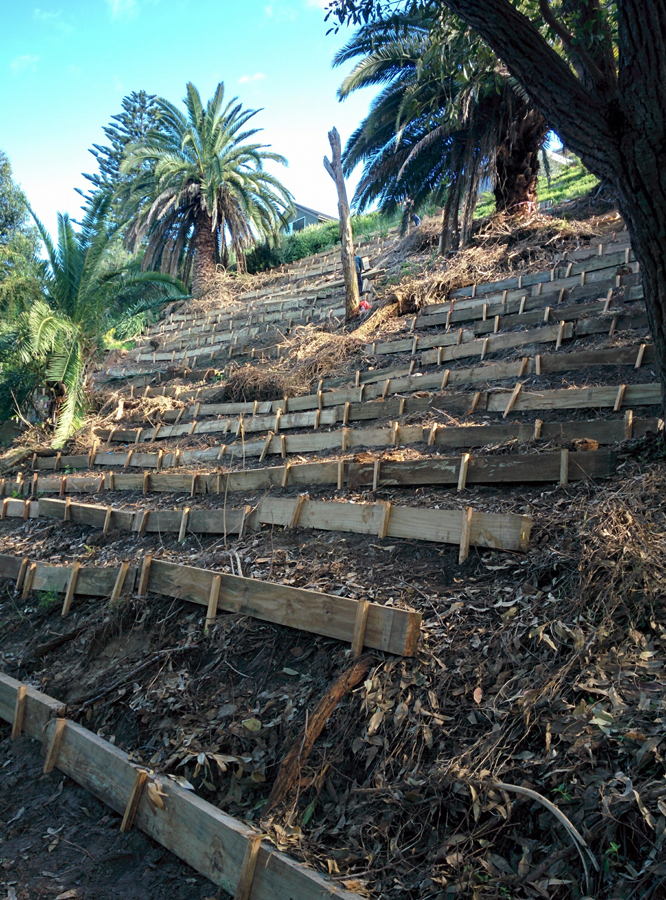 Bronte Gully restoration