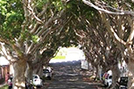 Street Trees