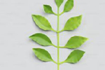 Significant Trees Register