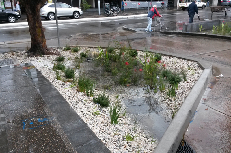 Rain garden in rain