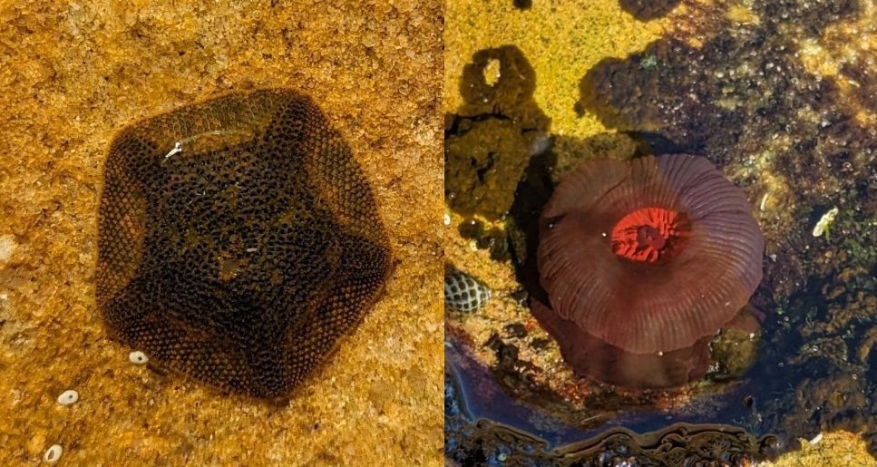 Sea star and anenome