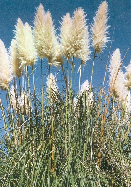 common-pampas-grass
